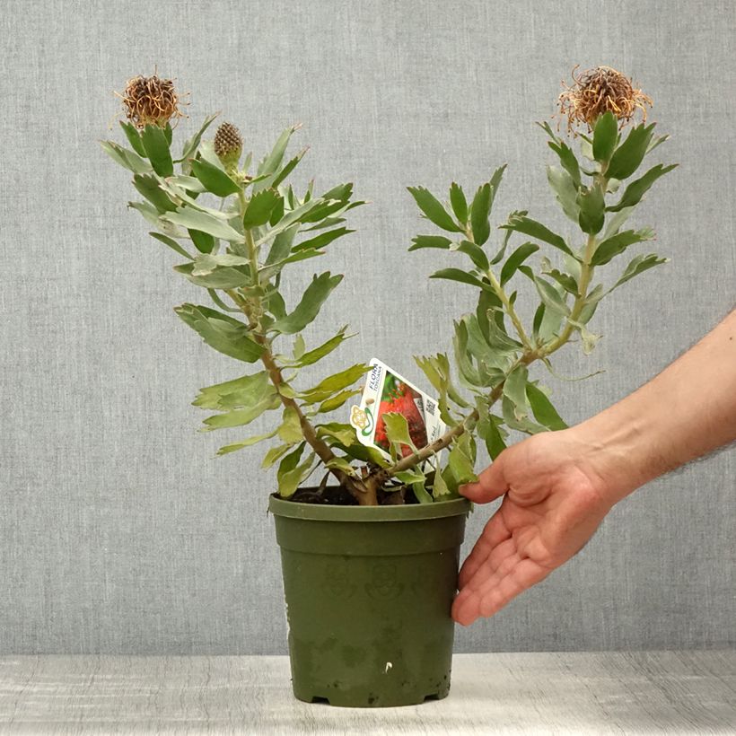 Leucospermum Ayoba Red - Red Spike Pincushion 2L/3L pot sample as delivered in spring