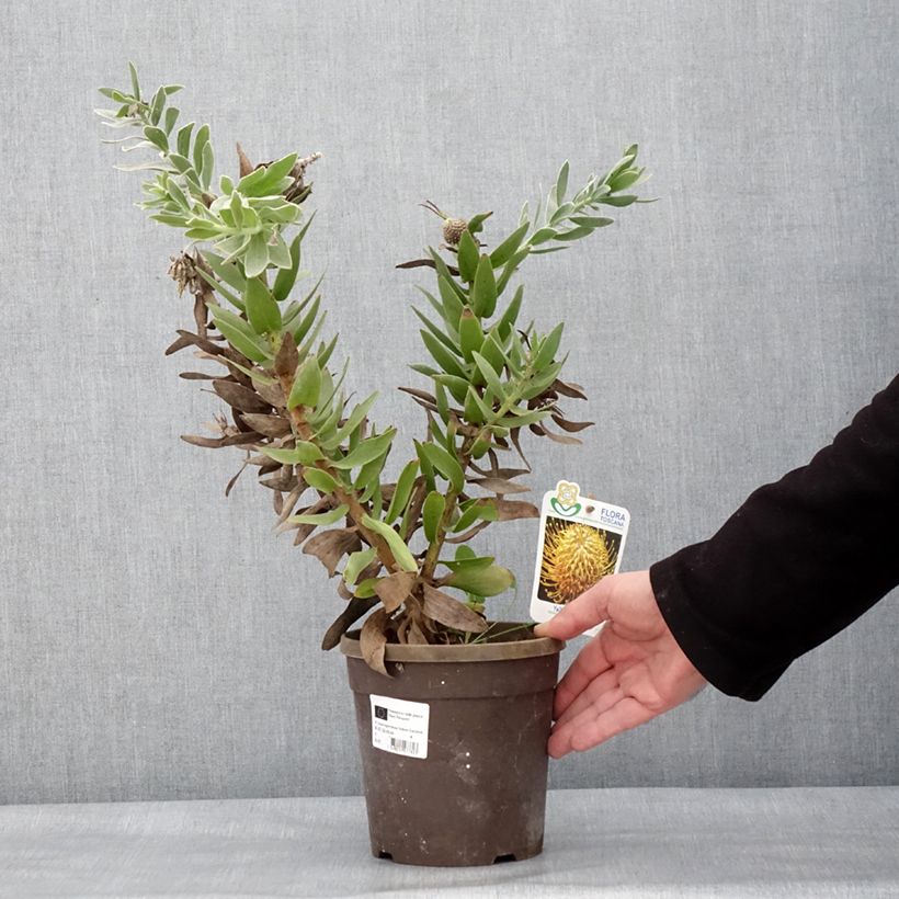 Leucospermum cordifolium Yellow Carnival 2L/3L pot sample as delivered in winter