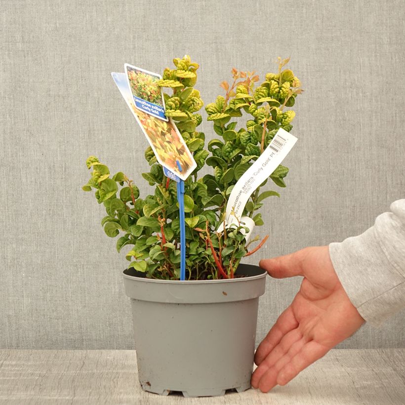Leucothoe axillaris Curly Gold 2L/3L pot sample as delivered in spring