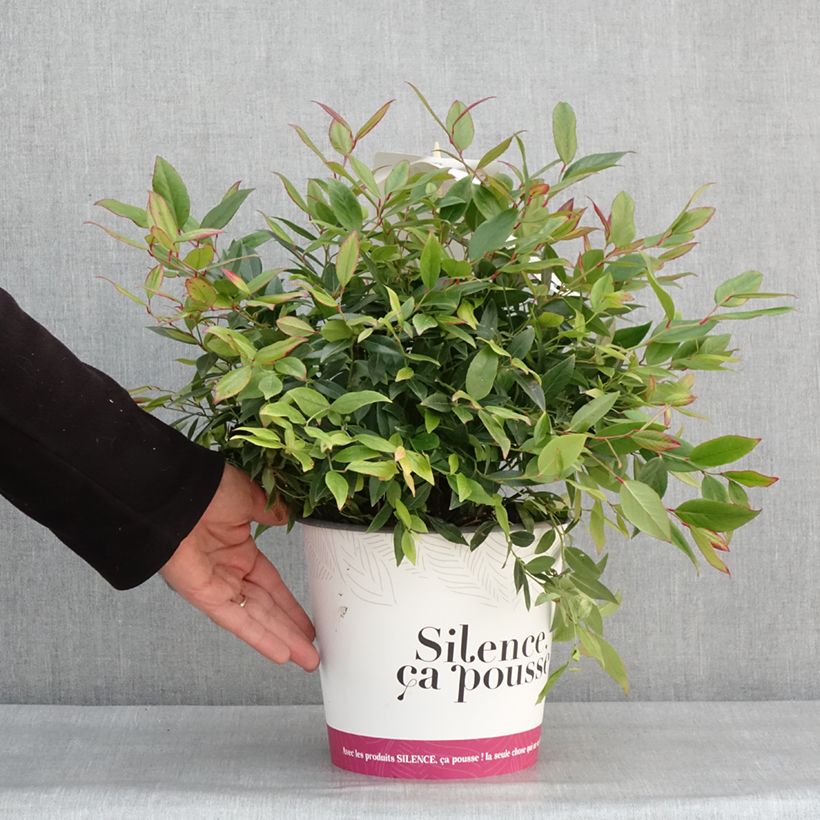 Leucothoe axillaris Red Lips 4L/5L pot sample as delivered in winter