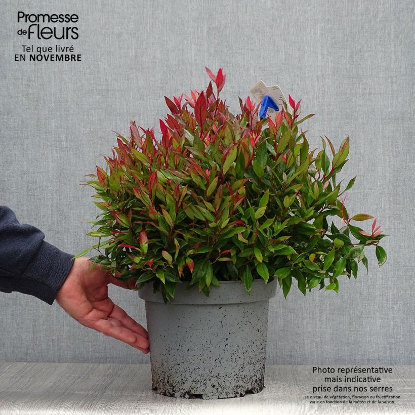 Leucothoe fontanesiana Little Flames 4L/5L pot sample as delivered in autumn