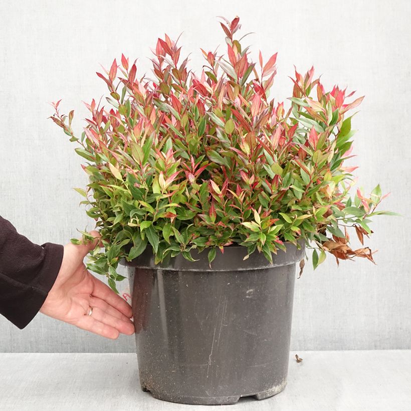 Leucothoe fontanesiana Little Flames 7.5L/10L pot sample as delivered in autumn