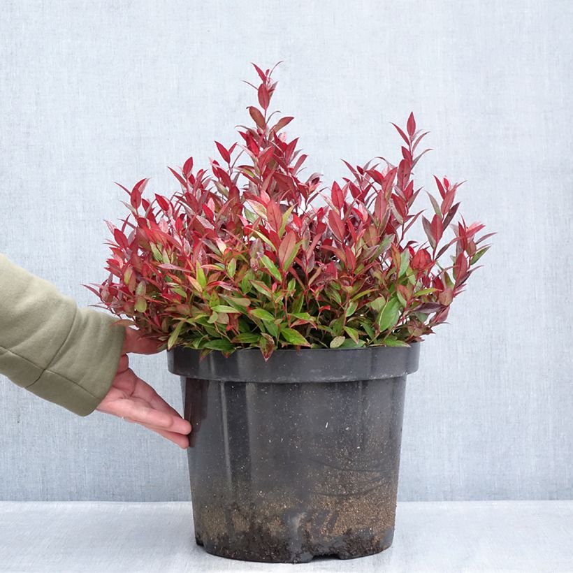 Leucothoe fontanesiana Little Flames 7.5L/10L pot sample as delivered in winter