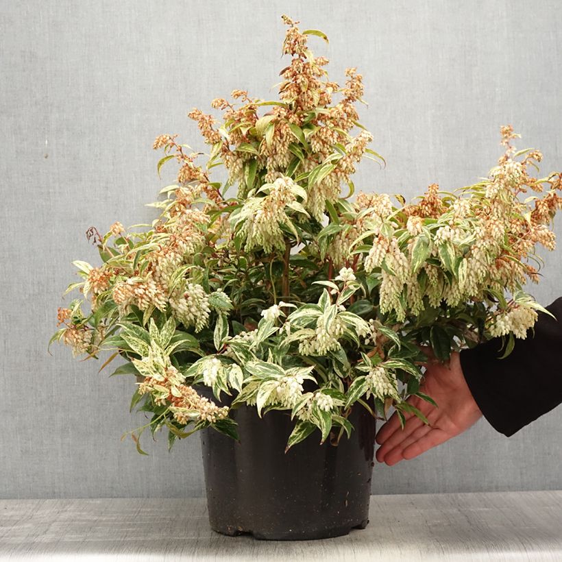Leucothoe fontanesiana Makijaz 7.5L/10L pot sample as delivered in spring