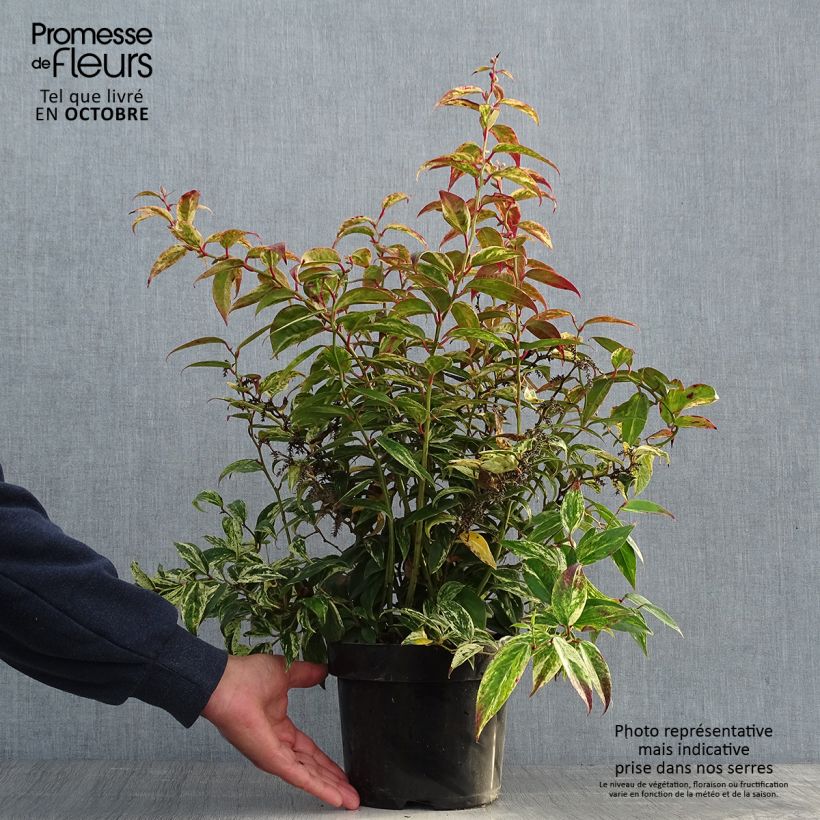 Leucothoe fontanesiana Makijaz 3L/4L pot sample as delivered in autumn