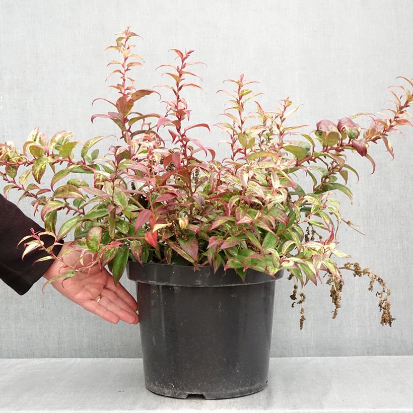 Leucothoe fontanesiana Makijaz 7.5L/10L pot sample as delivered in autumn