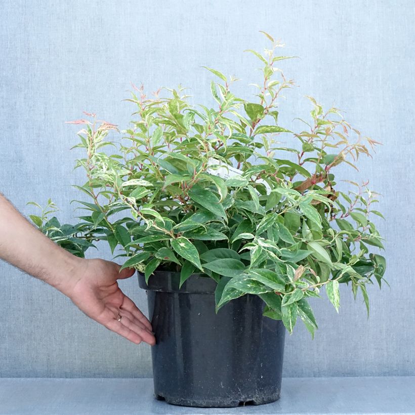 Leucothoe fontanesiana Makijaz 7.5L/10L pot sample as delivered in summer