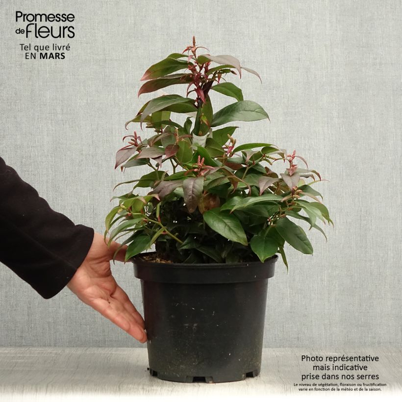 Leucothoe fontanesiana Dark Diamond 4L/5L pot sample as delivered in spring