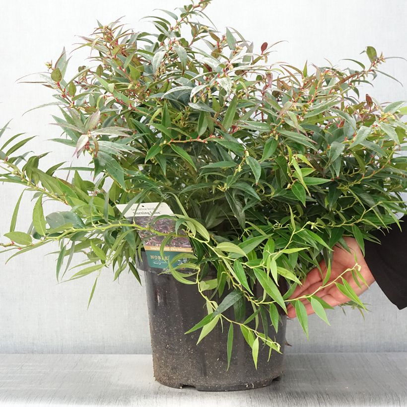 Leucothoe keiskei Burning Love 7.5L/10L pot sample as delivered in spring