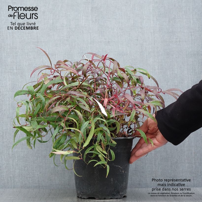 Leucothoe keiskei Halloween 4L/5L pot sample as delivered in autumn