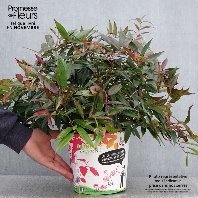 Leucothoe walteri Royal Ruby 2L/3L pot sample as delivered in autumn