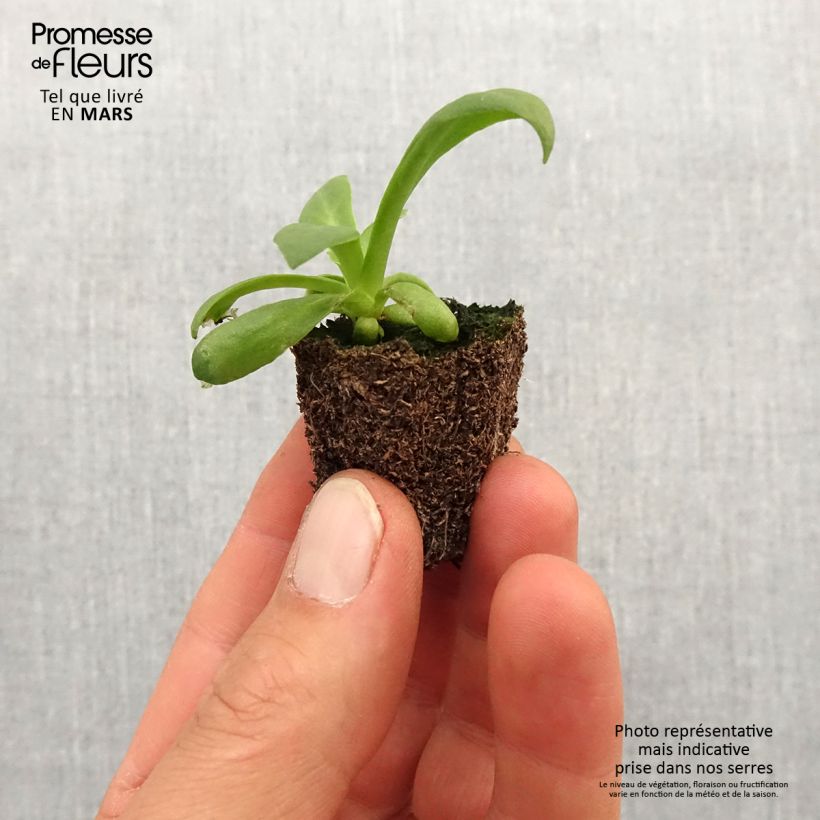 Lewisia cotyledon Elise Mix Plug plants 3.8 x 3.2cm - Tray of 16 sample as delivered in spring