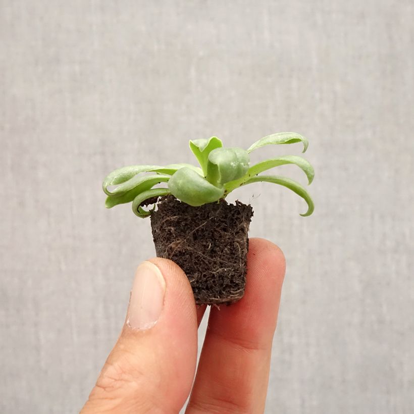 Lewisia cotyledon Elise White Plug plant 1.5/2.5 cm sample as delivered in autumn