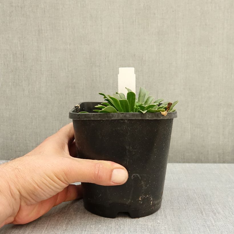 Lewisia Little Peach - Siskiyou Lewisia 1.5L/2L pot sample as delivered in autumn