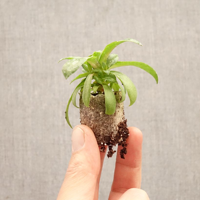 Lewisia cotyledon Sunset Glow® - Lewisia Marianne, Siskiyou Lewisia Plug plant 3/4cm sample as delivered in spring