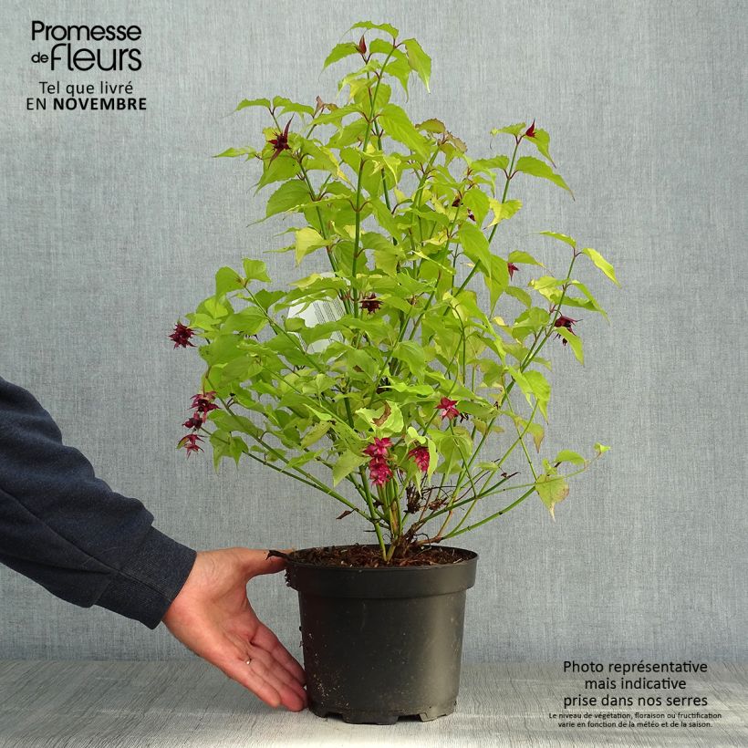 Leycesteria formosa Golden Lanterns 2L/3L pot sample as delivered in autumn