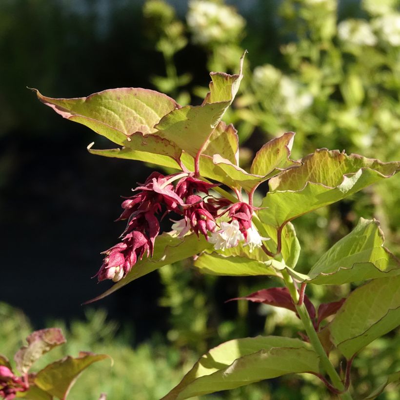 Leycesteria formosa Little Lanterns (Flowering)