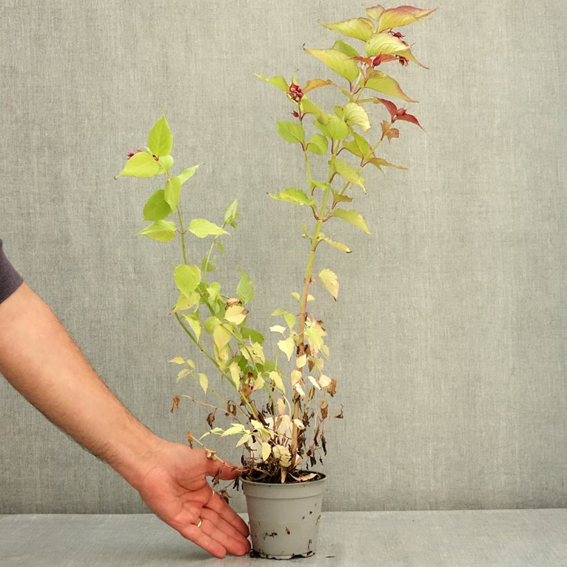 Leycesteria formosa Little Lanterns 12cm pot sample as delivered in summer