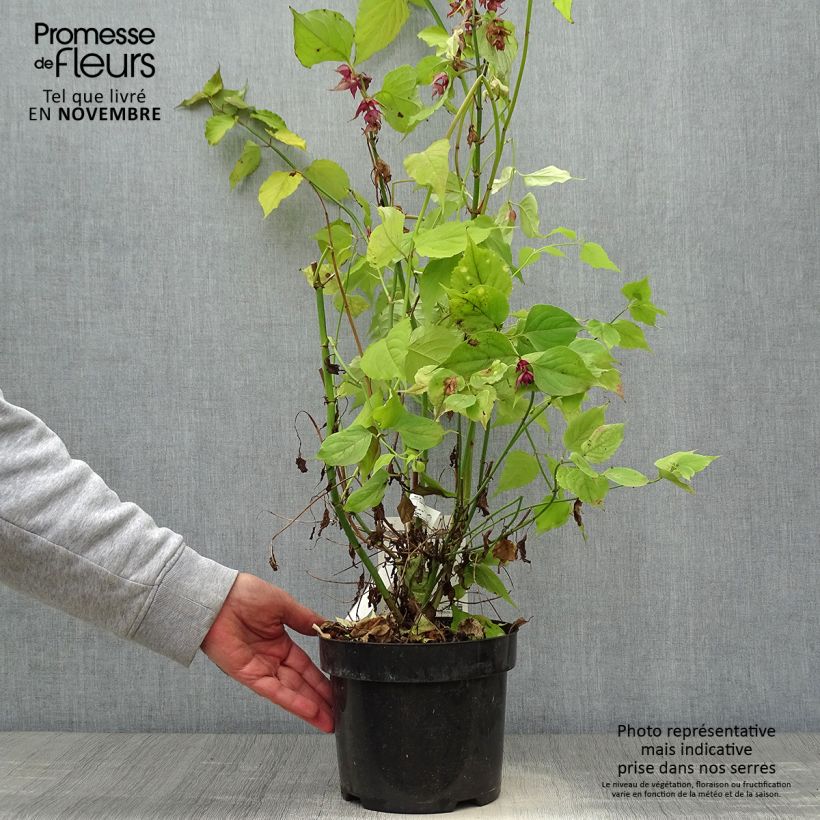 Leycesteria formosa Little Lanterns 3L/4L pot sample as delivered in autumn