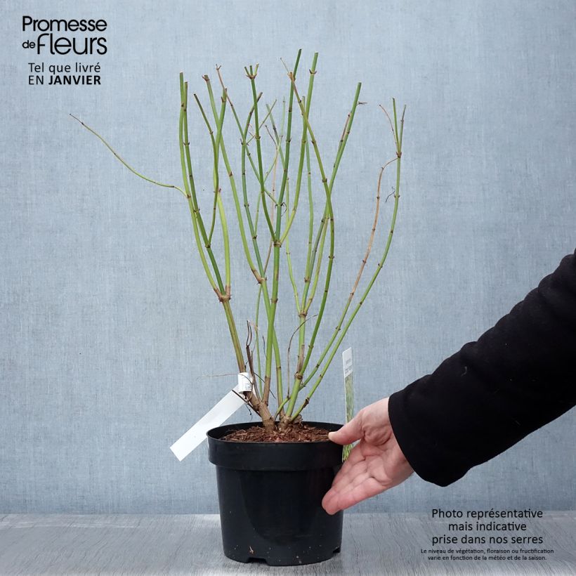 Leycesteria formosa Little Lanterns 3L/4L pot sample as delivered in winter