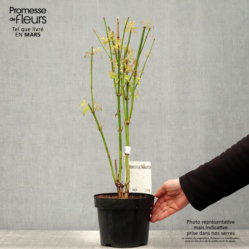 Leycesteria formosa Little Lanterns 3L/4L pot sample as delivered in spring