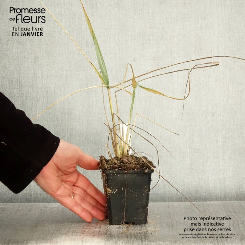 Leymus arenarius 8/9 cm pot sample as delivered in winter