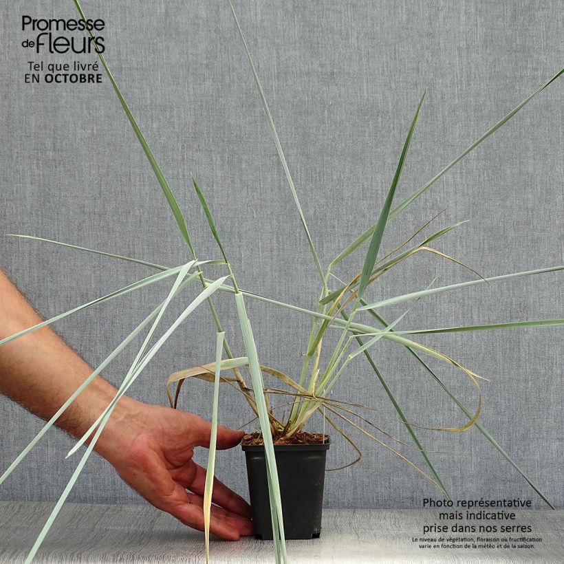 Leymus arenarius 8/9 cm pot sample as delivered in autumn