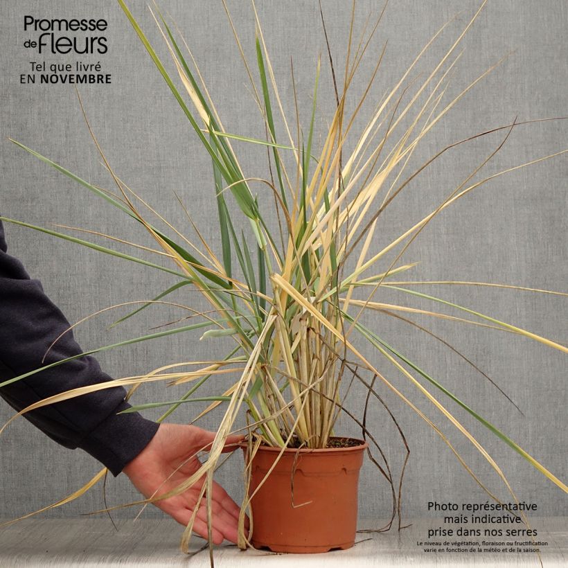 Leymus arenarius 2L/3L pot sample as delivered in autumn