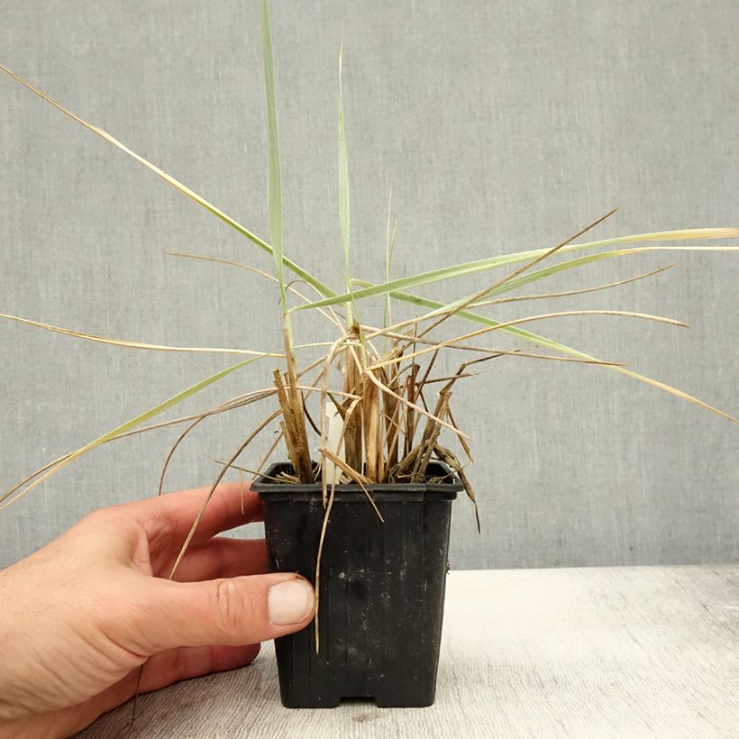 Leymus arenarius Blue Dune 8/9 cm pot sample as delivered in autumn