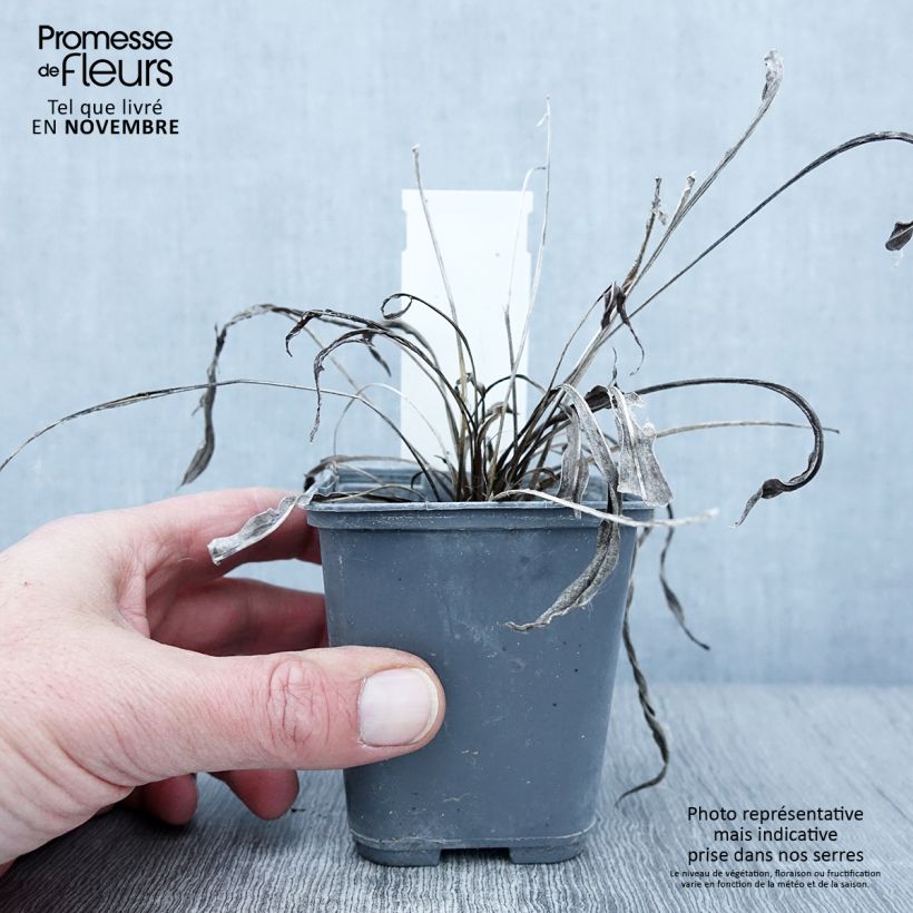 Liatris ligulistylis 8/9 cm pot sample as delivered in autumn