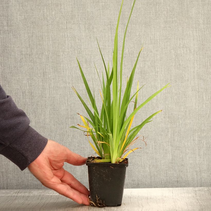 Libertia formosa 8/9 cm pot sample as delivered in autumn