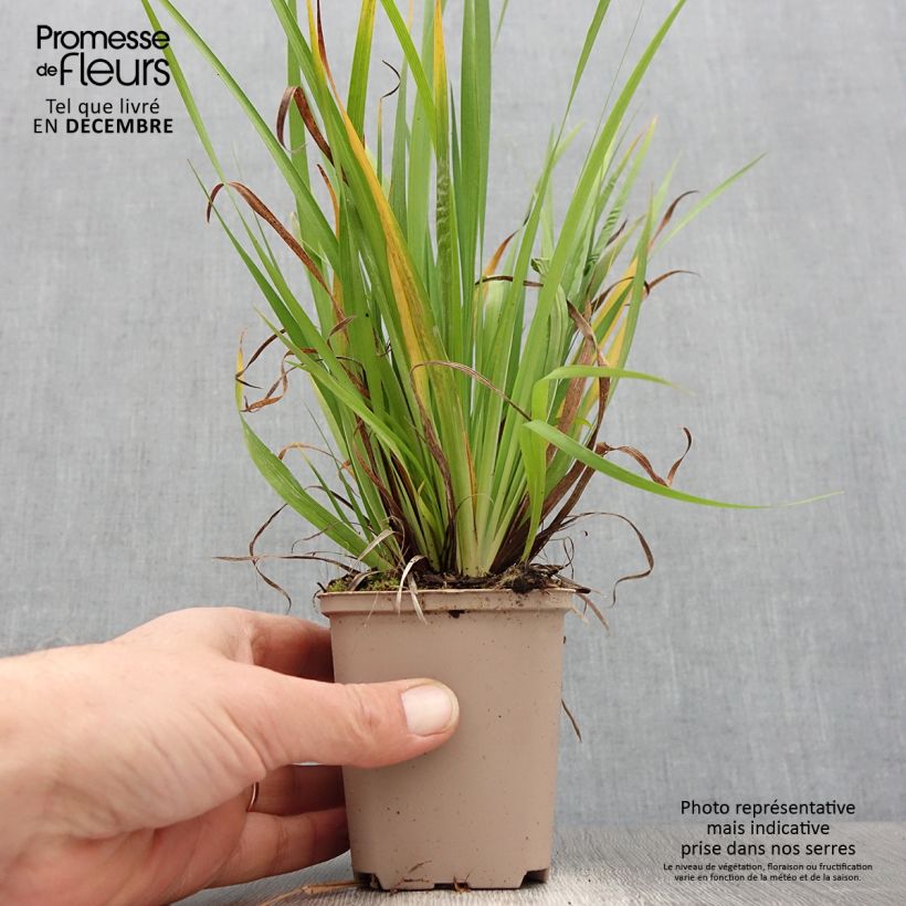 Libertia formosa 8/9 cm pot sample as delivered in winter