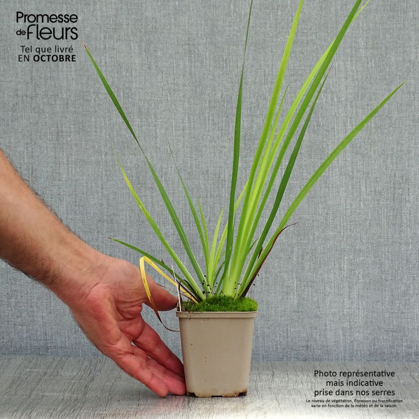 Libertia grandiflora 8/9 cm pot sample as delivered in autumn