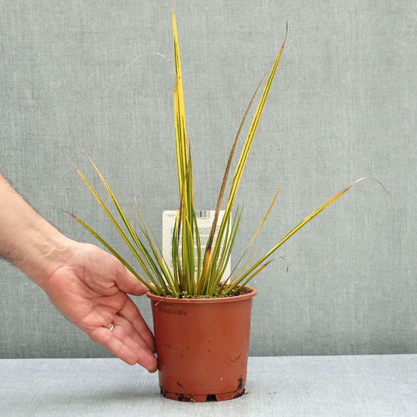Libertia ixioides Goldfinger 1L/1.5L pot sample as delivered in autumn
