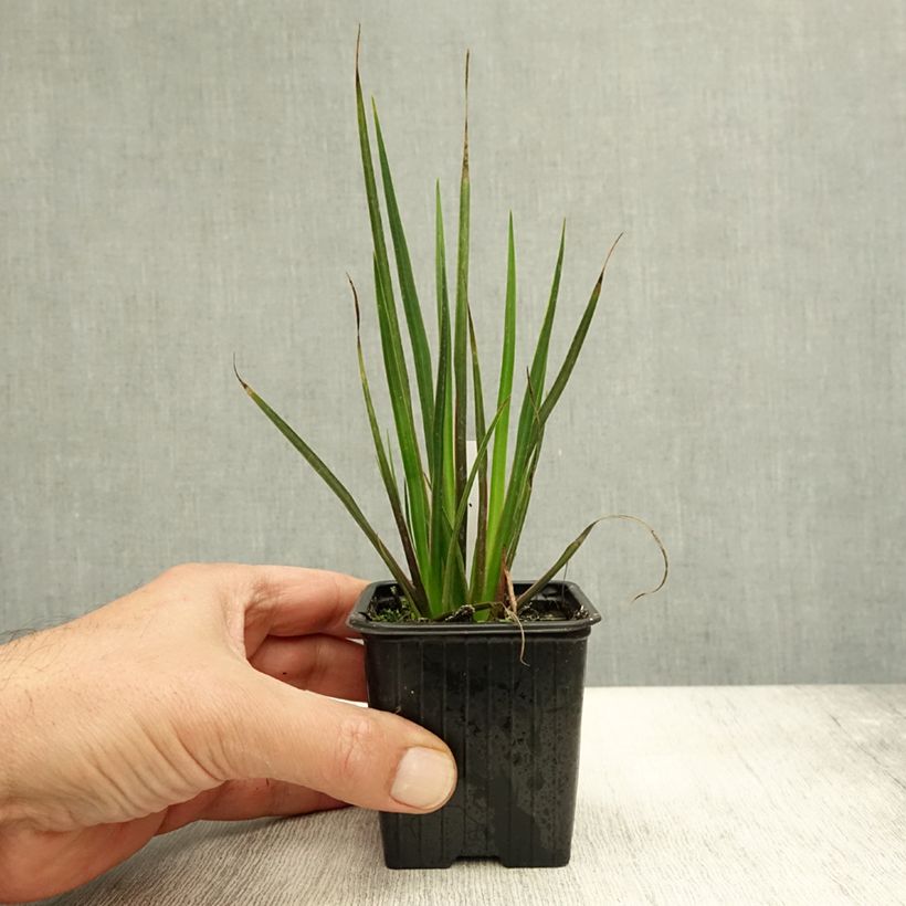 Libertia ixioides Taupo Sunset 8/9 cm pot sample as delivered in autumn