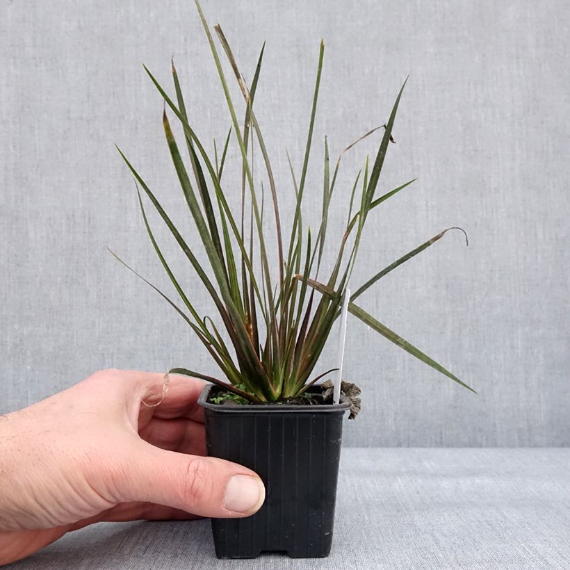 Libertia ixioides Taupo Sunset 8/9 cm pot sample as delivered in winter