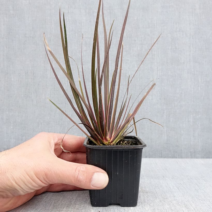 Libertia ixioides Taupo Sunset 8/9 cm pot sample as delivered in spring