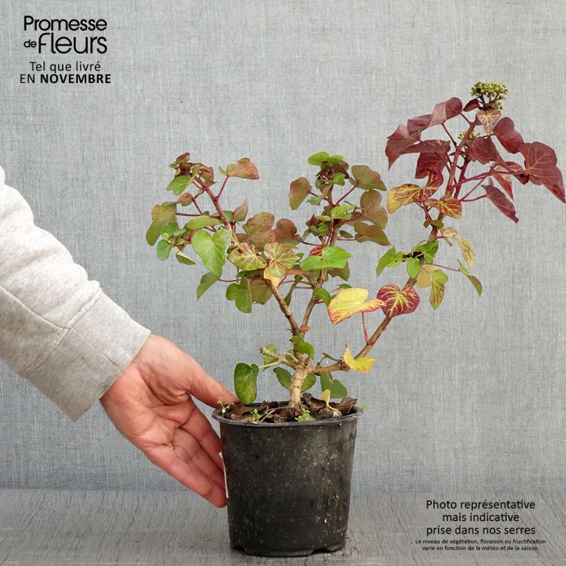 Hedera helix Arbori Compact - Common Ivy 2L/3L pot sample as delivered in autumn