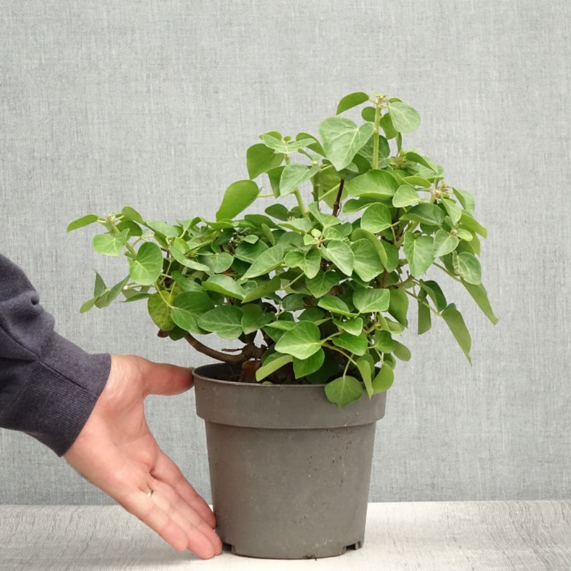 Hedera helix Arbori Compact - Common Ivy 2L/3L pot sample as delivered in summer