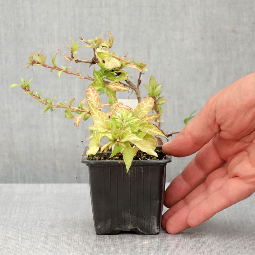 Hedera helix Clotted Cream - Common ivy 8/9 cm pot sample as delivered in summer