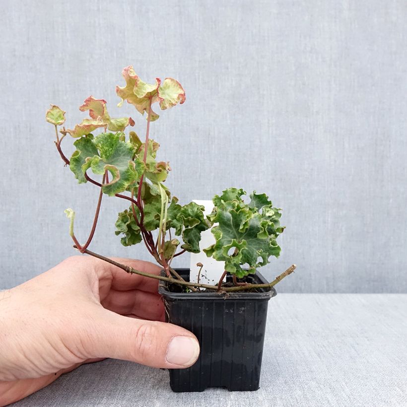 Hedera helix Clotted Cream - Common ivy 8/9 cm pot sample as delivered in spring