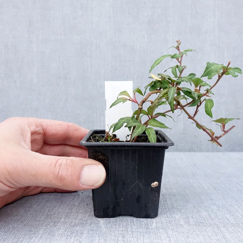 Hedera helix Cross Switch - Common ivyCommon ivy 8/9 cm pot sample as delivered in spring