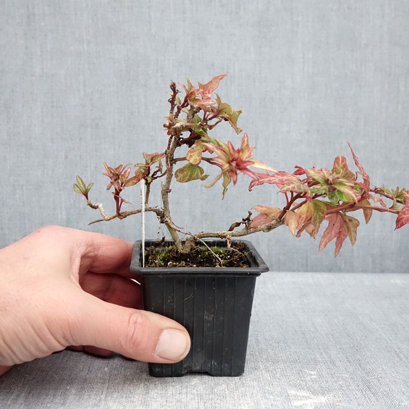 Hedera helix Cross Switch - Common ivyCommon ivy 8/9 cm pot sample as delivered in winter