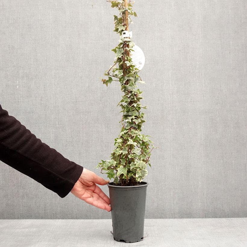 Hedera helix Eva - Common Ivy 2L/3L pot sample as delivered in winter