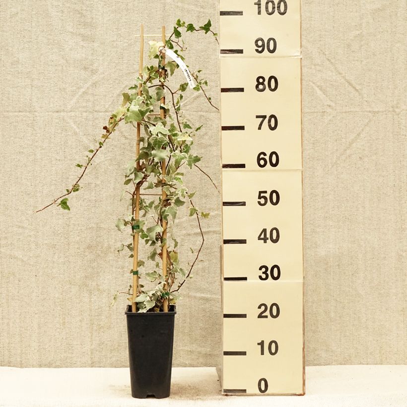 Hedera helix Eva - Common Ivy 2L/3L pot sample as delivered in spring