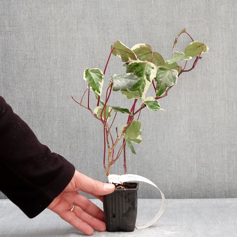 Hedera helix Eva - Common Ivy 8/9 cm pot sample as delivered in winter