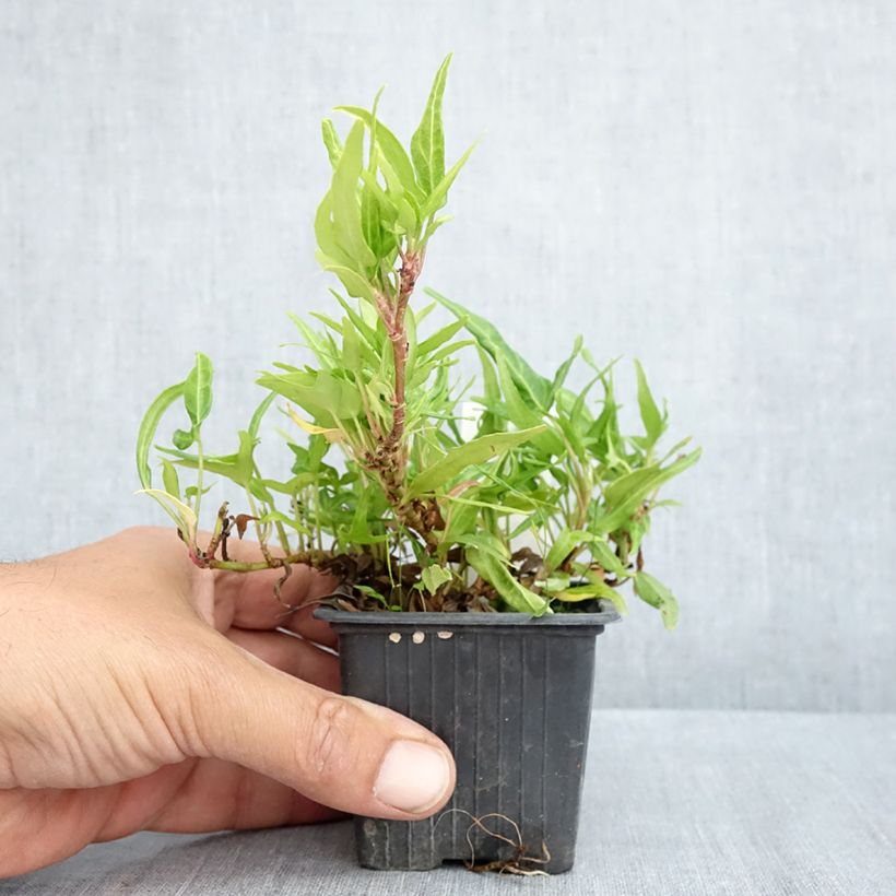 Hedera helix Evergreen - Common ivy 8/9 cm pot sample as delivered in spring