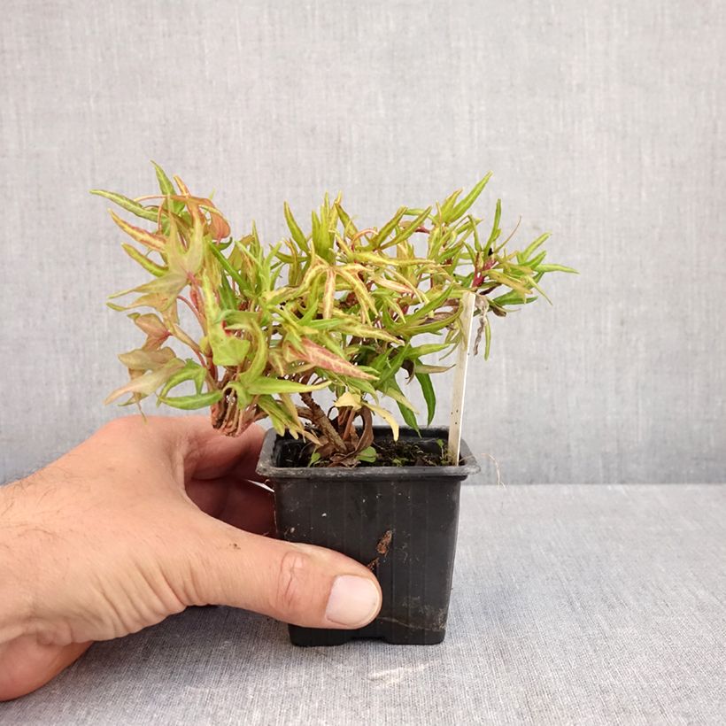 Hedera helix Evergreen - Common ivy 8/9 cm pot sample as delivered in autumn