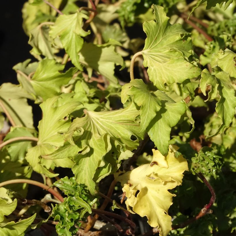 Hedera helix Filigran - Common ivy (Foliage)