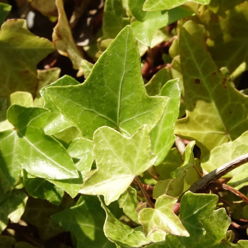 Hedera helix Frosty - Common ivy (Foliage)